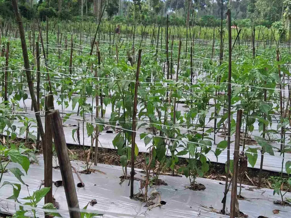 Tanah Kebun Cabe Murah