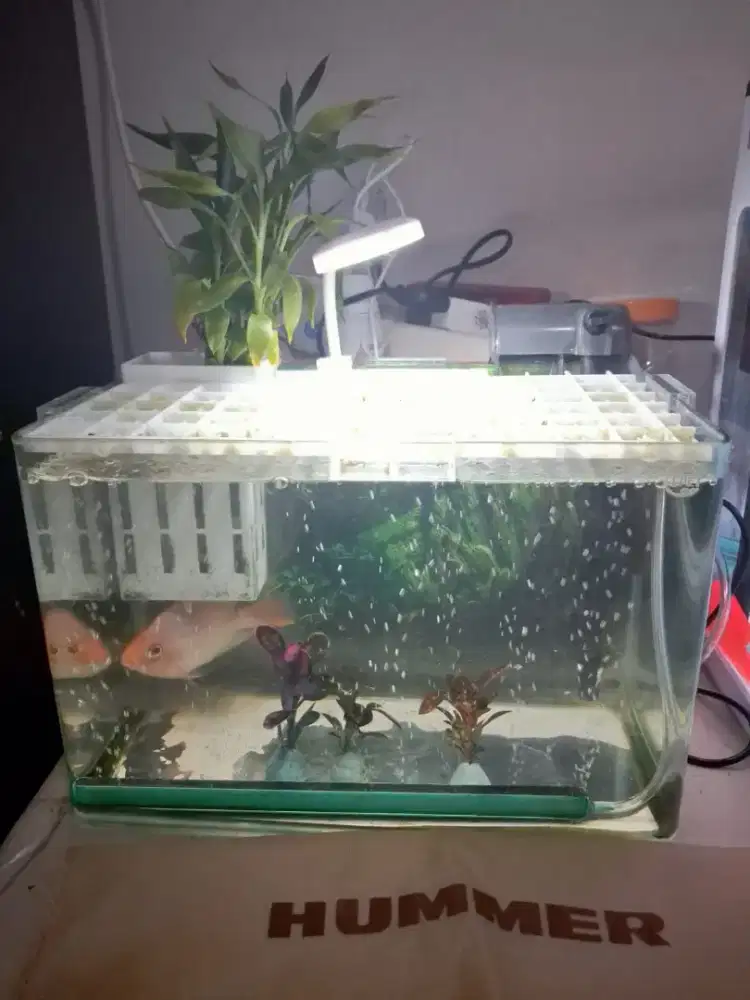 2 tank Aquarium dengan 
Ukuran besar dan kecil 
Lengkap dengan 2 ikan