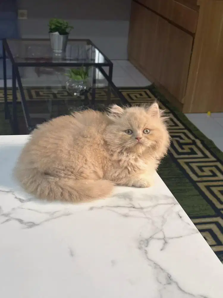 Munckin ns jantan 2,5bln