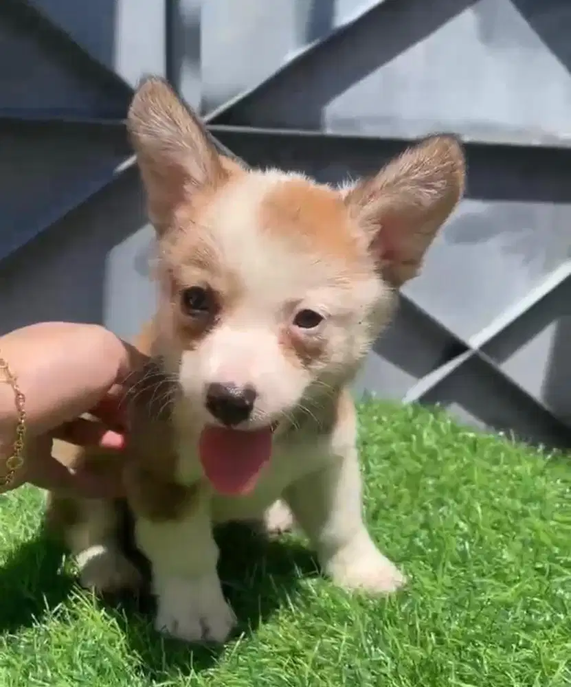 Anjing / puppies welsh corgi betina