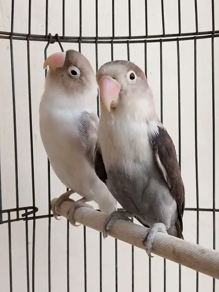 Burung lovebird sepasang jodohan jossss