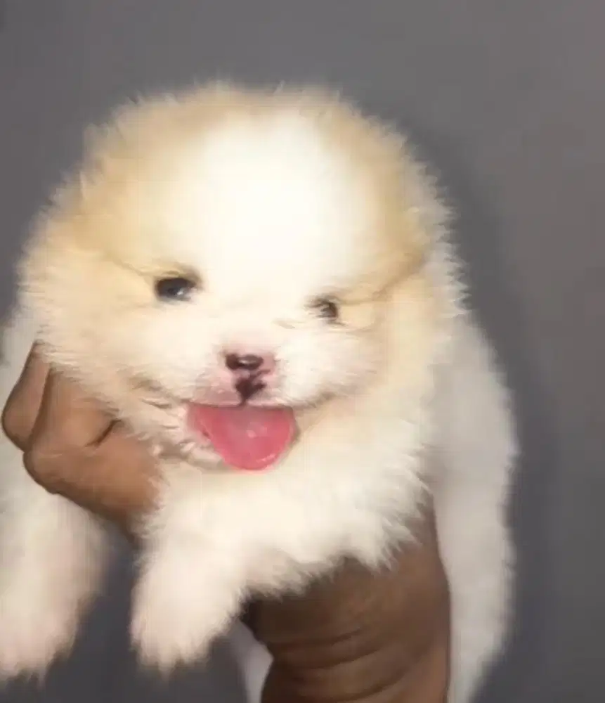 Anjing / puppies minipom jantan super