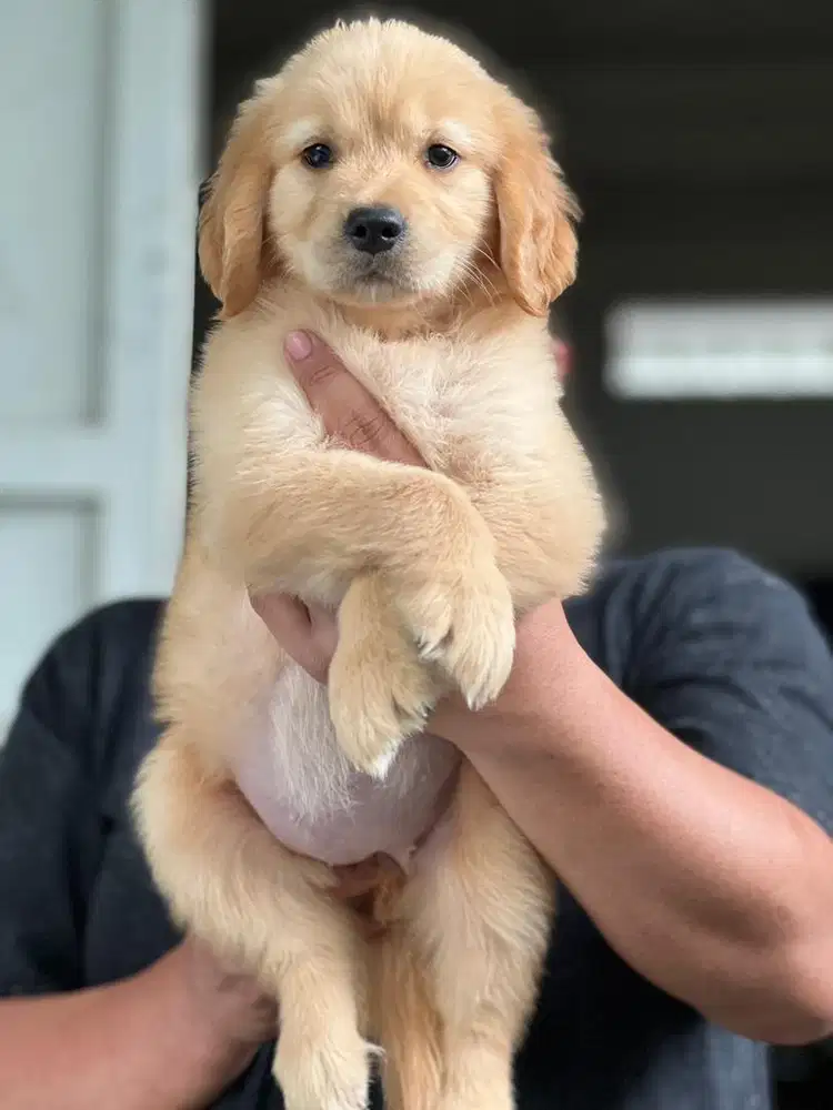 Anjing / puppies golden retriever betina