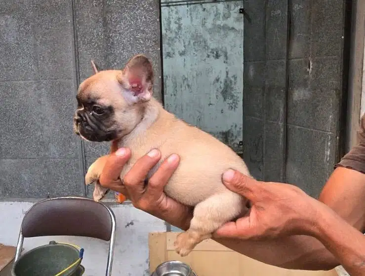 Anjing / remaja french bulldog fawn