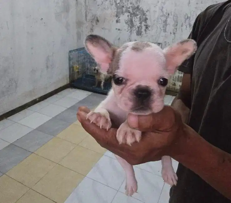 Anjing / puppies french bulldog betina