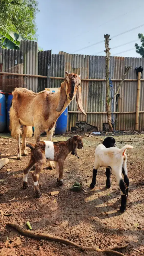 Anak kambing/domba sepasang