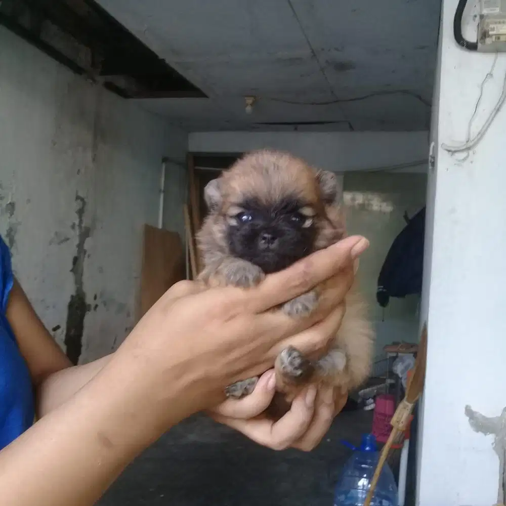 Anjing / puppies superminipom cokelat