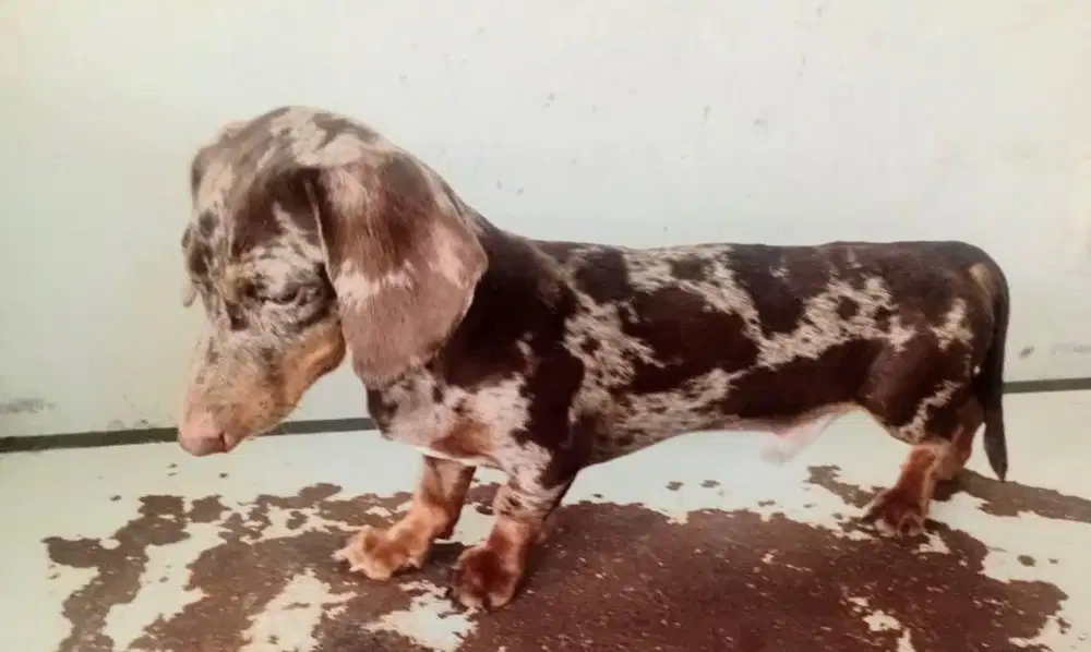 Anjing / puppies teckel jantan daple