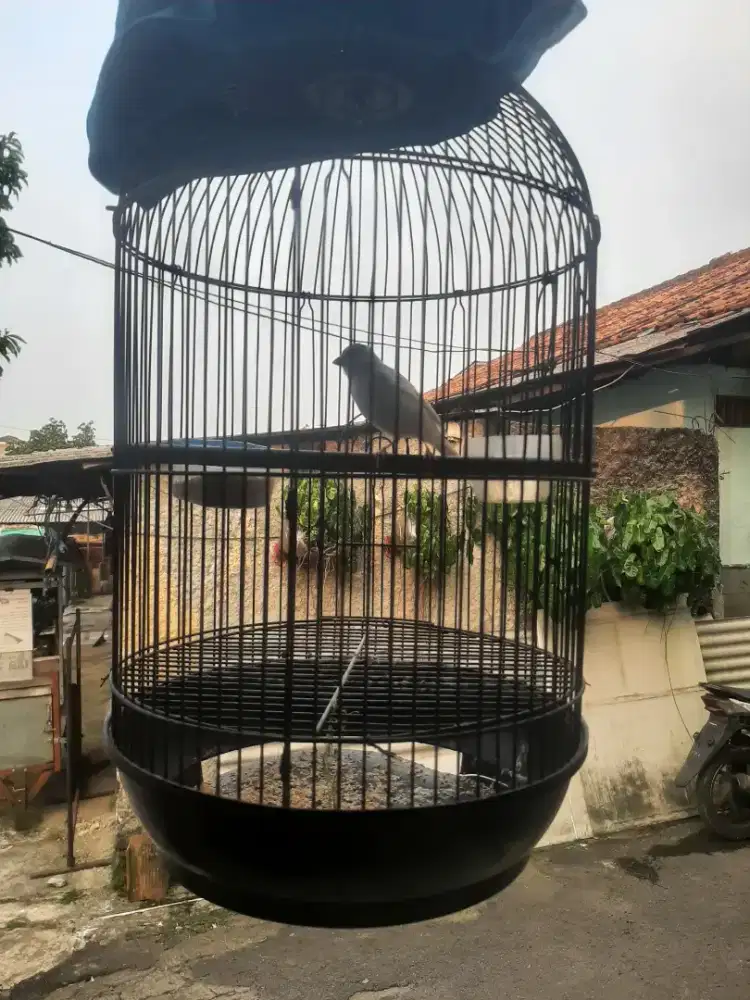 Kenari loper putih kotor