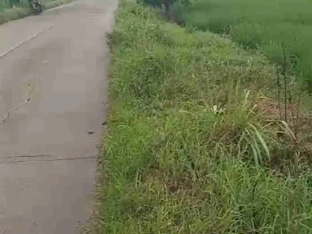 Tanah 1590 m2 Dekat exit tol Cikedung Indramayu