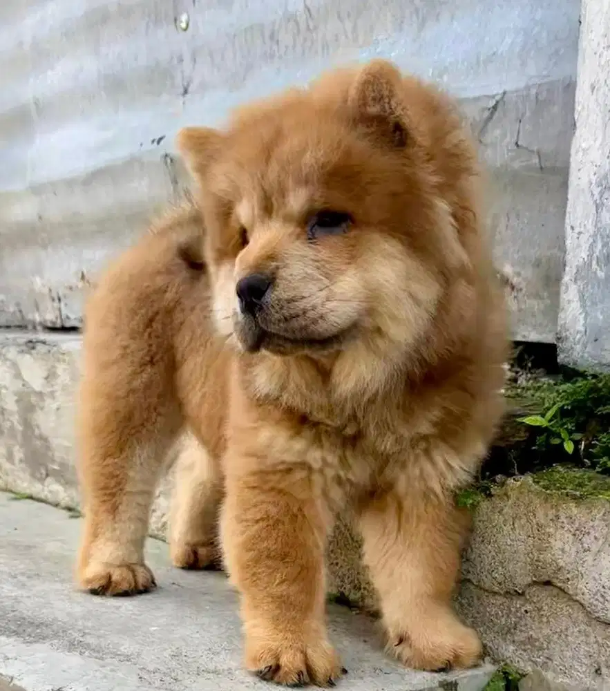 Anjing/ puppies chow-chow betina