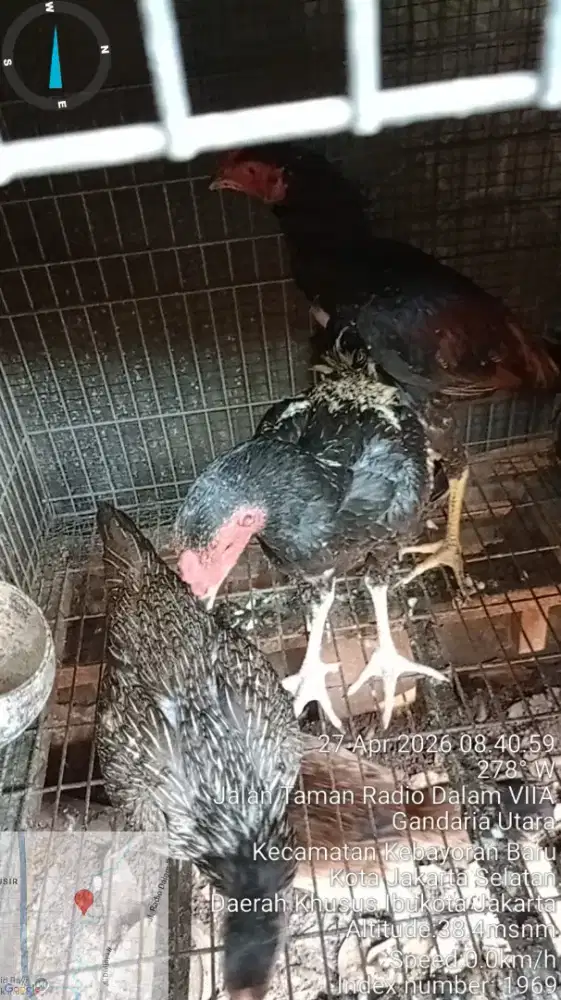 Jual ayam Mangon trah Bulbi