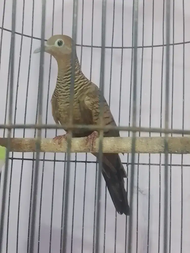 Perkutut cemani mojopahit