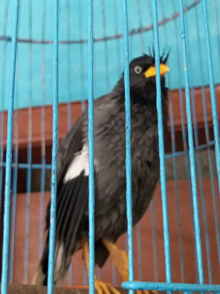 Jalak kebo mata kristal jinak dker mapan jantan brisik