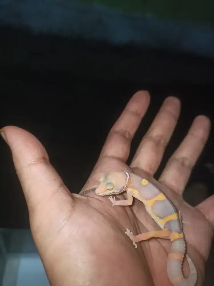 LEOPARD GECKO WARNA BAGUS