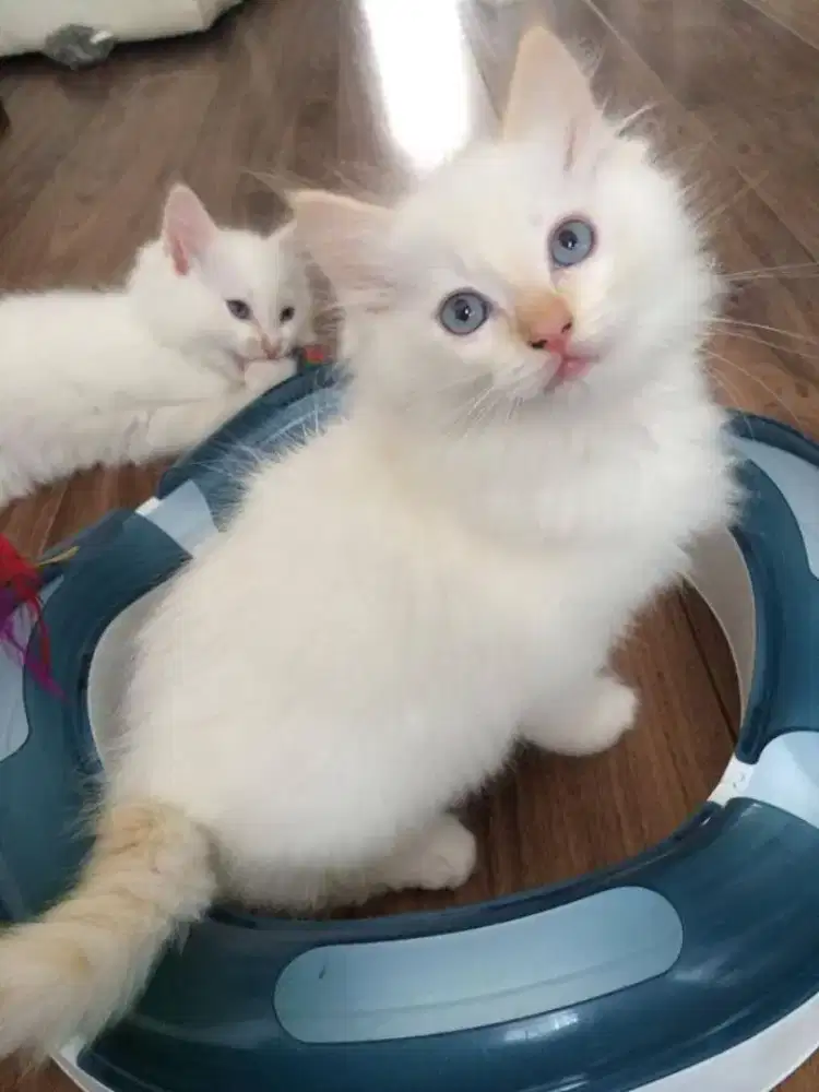 Kucing kitten jantan dan betina