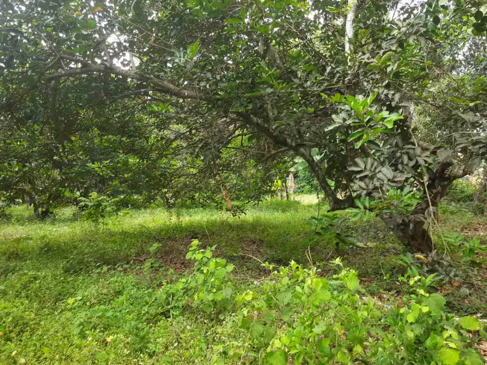 Kebun murah Rambutan 5200 m2 100rb/m2 Sumedang