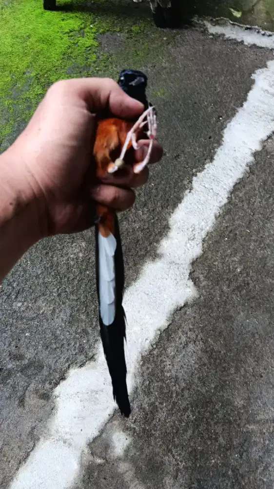 murai batu sepasang sudah produksi