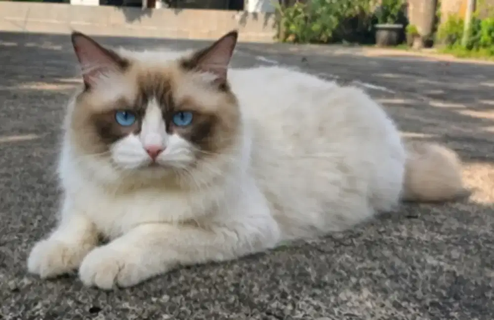 Ragdoll real male adult ragdoll