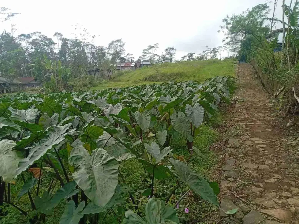 Tanah kosong asri dekat wisata D'Las Pratin Serang Purbalingga