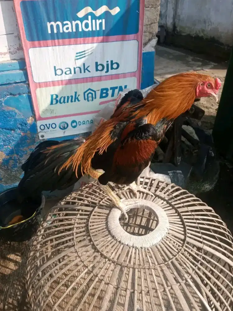Ayam Bangkok Prestasi