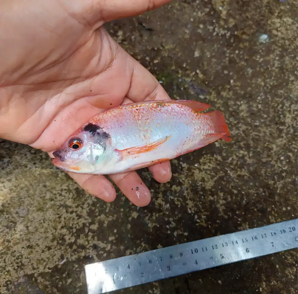 Bibit Ikan Nila merah bangkok paket 9 ekor dan 5 ekor Indukan