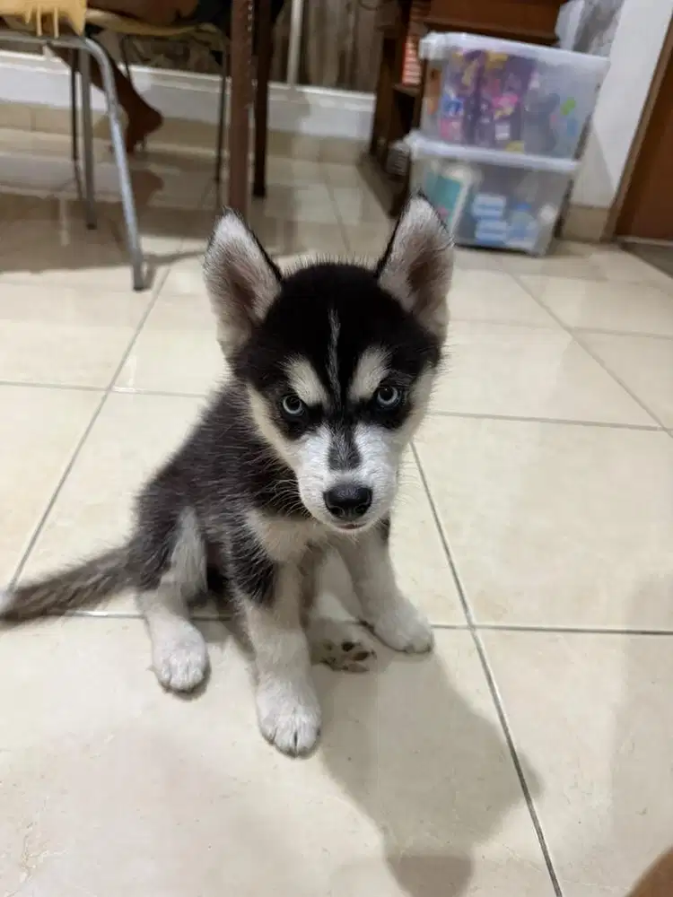 Open Adopt Siberian Husky Pure