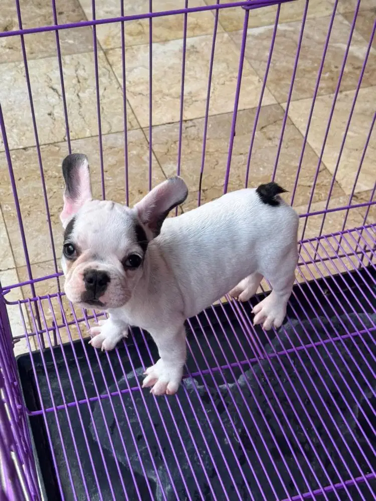 French Bulldog Betina