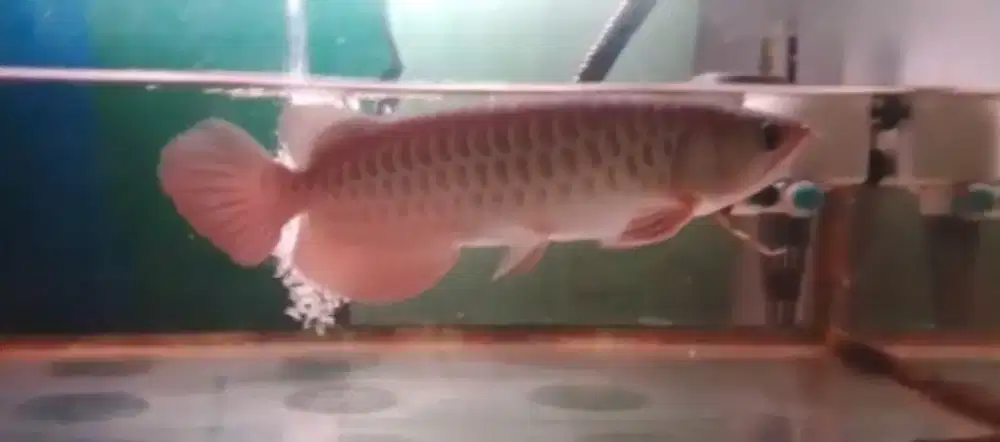 Arwana golden red certificate