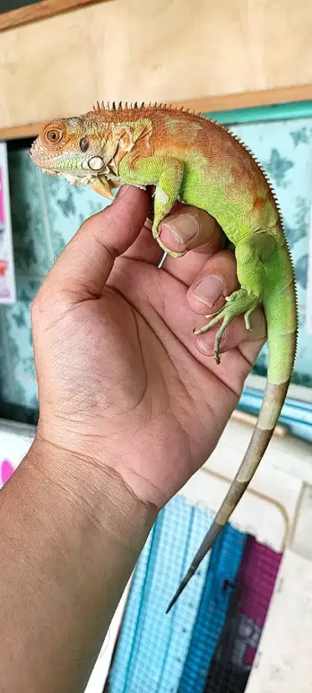 Iguana super red