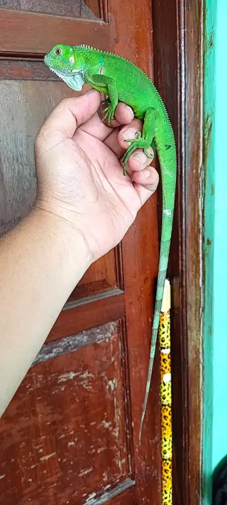 Iguana green Columbia