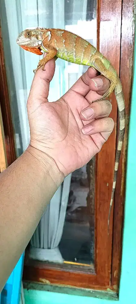 Iguana hybrid tobago red