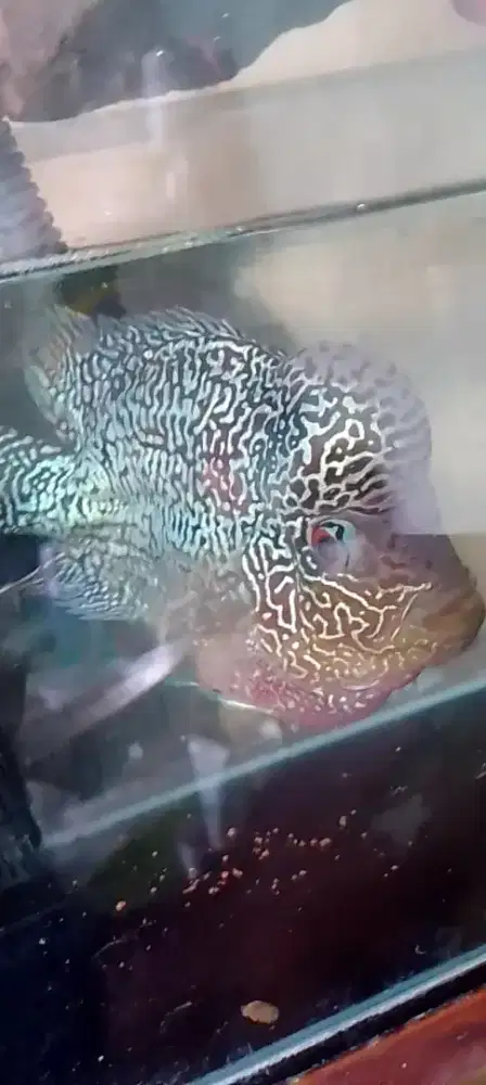 Ikan louhan cencu 4 jarian