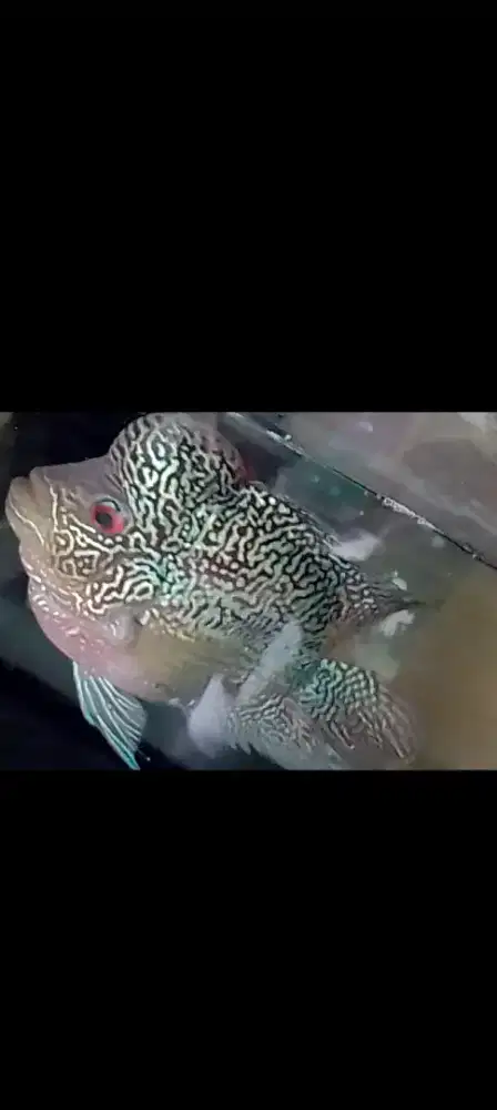 Ikan louhan cencu short body