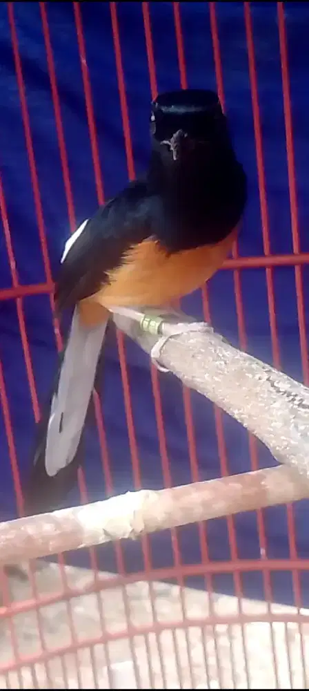 Muray batu  muda prospek prestaus