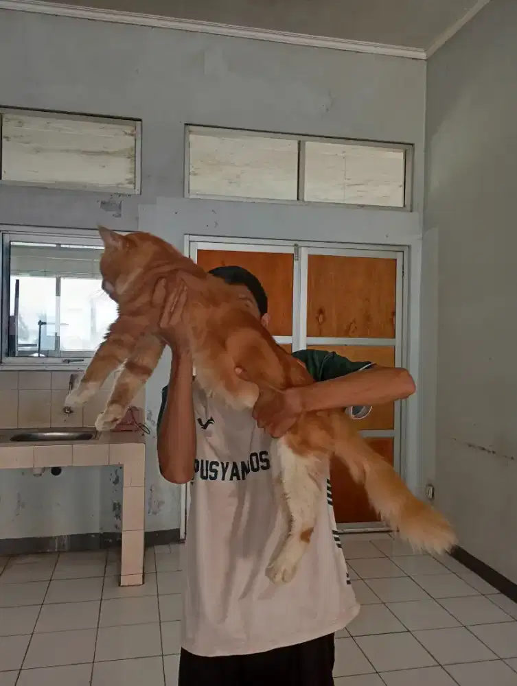 Kucing Mainecoon