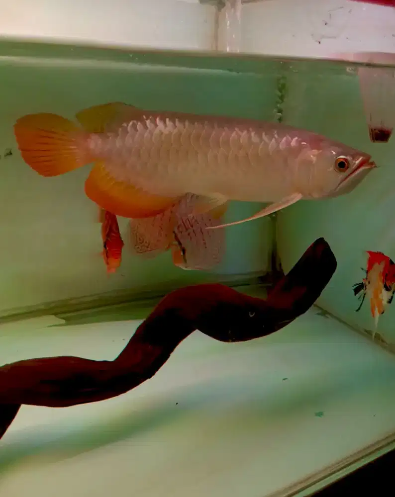 Ikan arwana golden red