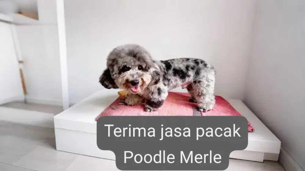 Poodle Merle pejantan sultan