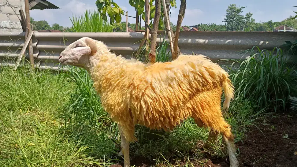 Kambing  Qurban