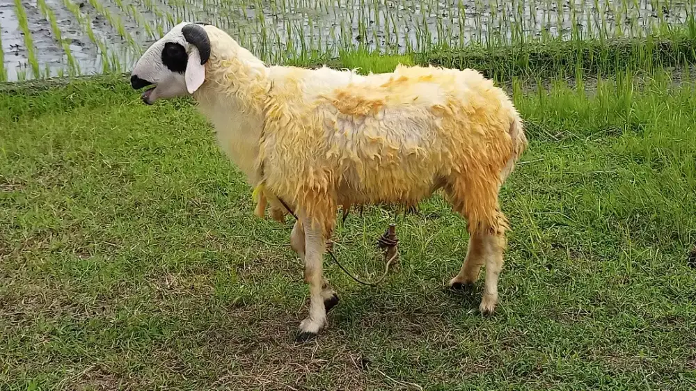 Kambing  Qurban