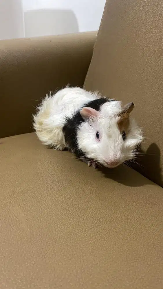 Open Adopt Guinea Pig Lokal (Jantan)