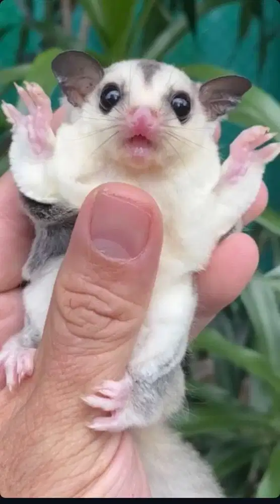 Sugar glider morph