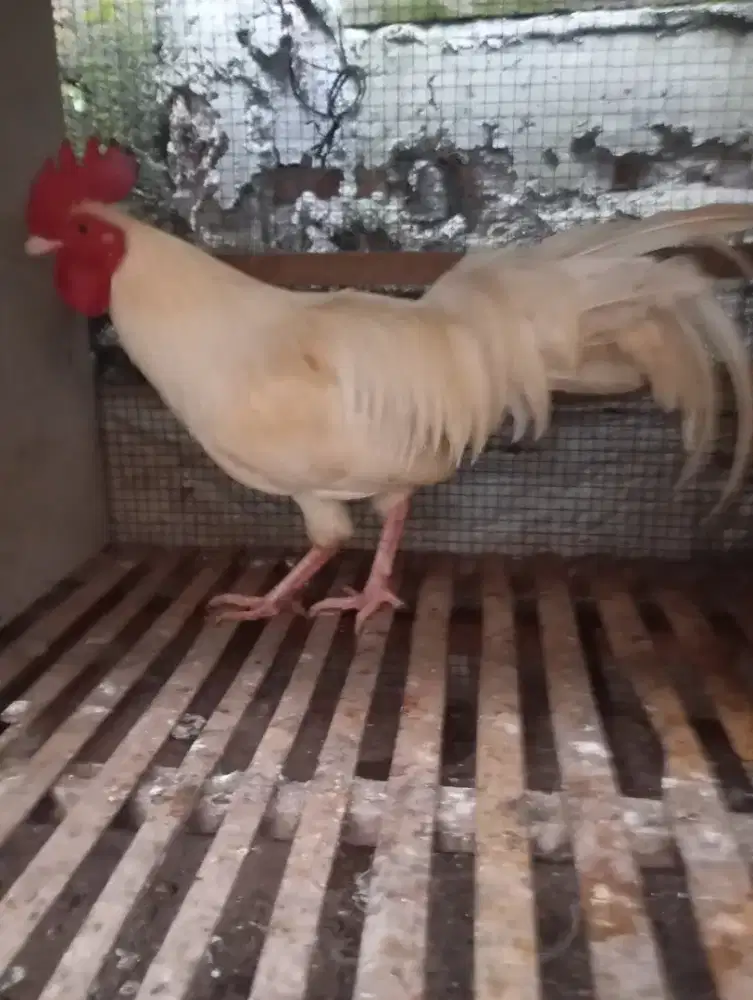 Ayam kampung putih jantan jago