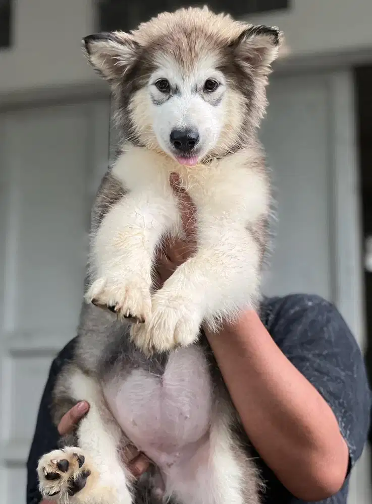 Anjing / puppies alaskan malamute betina