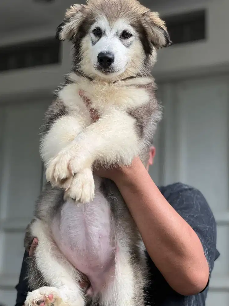Anjing / puppies alaskan malamute betina