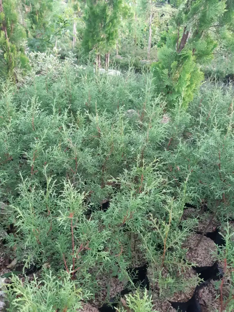 Tanaman Cemara Wangi