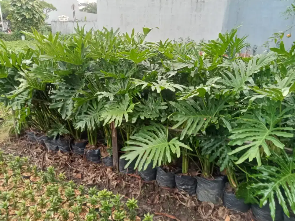 Jual Tanaman Philo ukuran 1 m