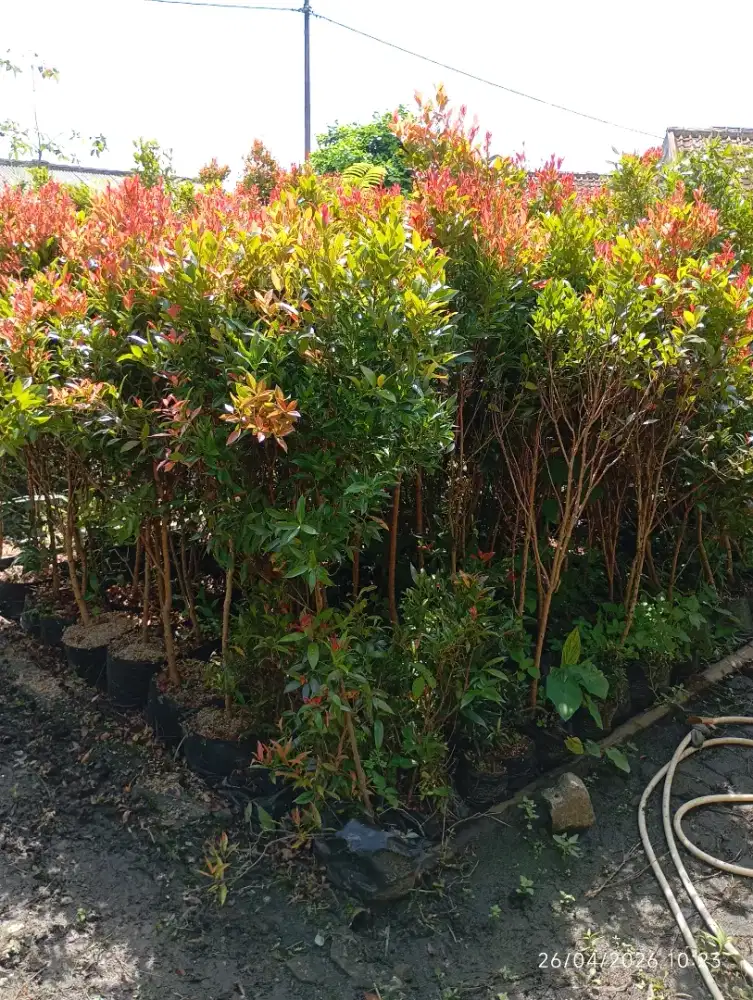 Pucuk merah harga 10ribuan