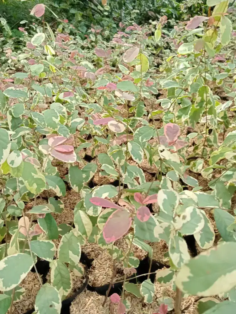 Jual Tanaman Pretty pink