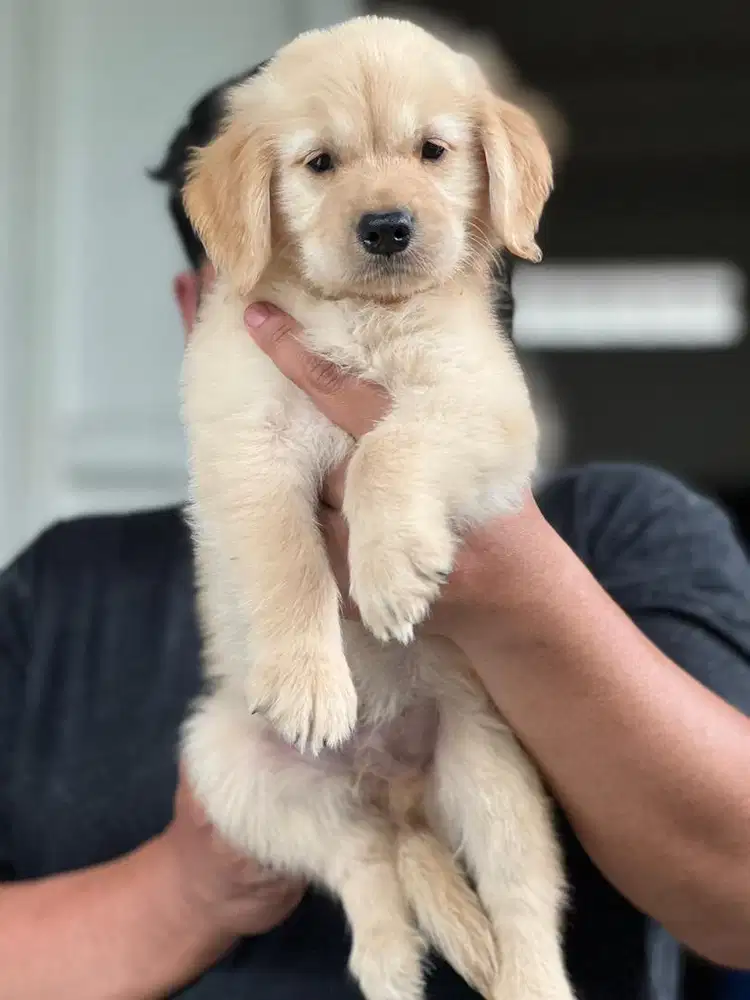 Anjing / puppies golden jantan bigbone